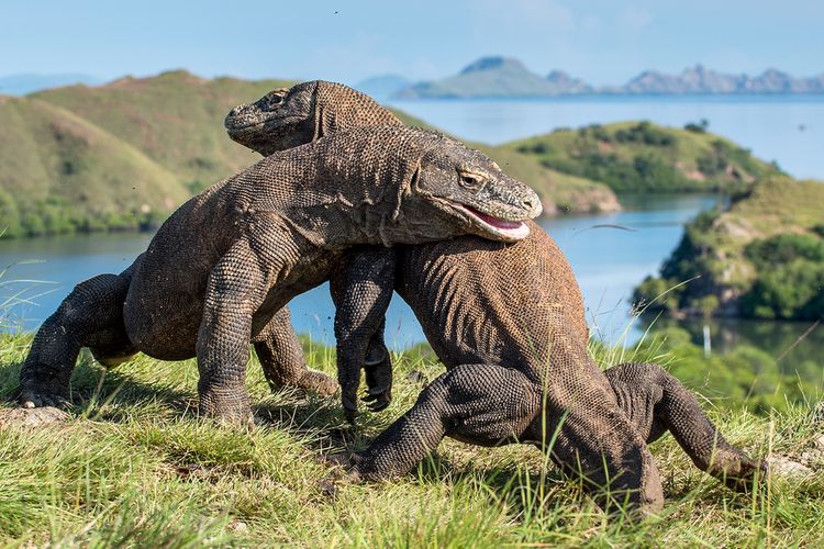 Pulau Komodo