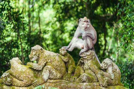 tempat populer di bali monkey forest ubud