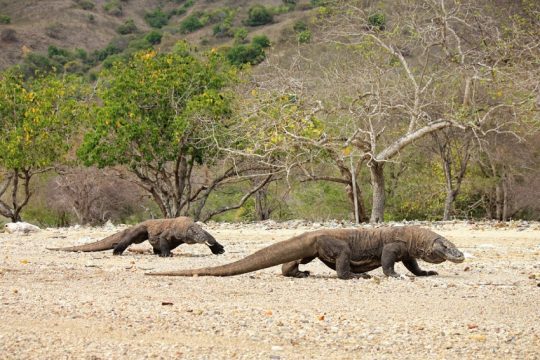 paket tour labuan bajo sailing pulau komodo 4 hari 3 malam