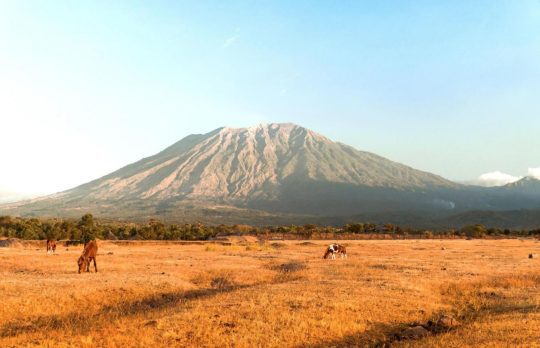 savana tianyar bali