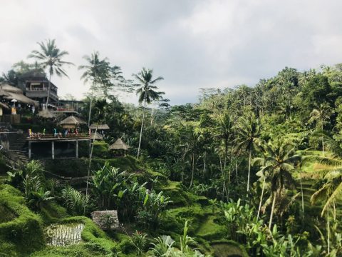 liburan ke bali - teras sawah tegalalang 